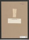 Navicula sp. (de-Toni-Nr.: Genus 1) Zeichnungen Sammlung Grunow (NHMW-BOT-W0368031)